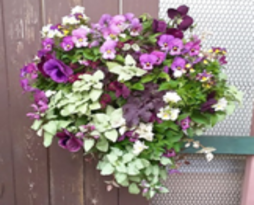 春の園芸「ハンギングバスケット」