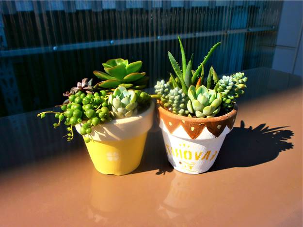 初夏の園芸「多肉の寄せ植えと鉢カバー」