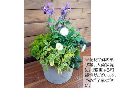 葉物を使った爽やか寄せ植え
