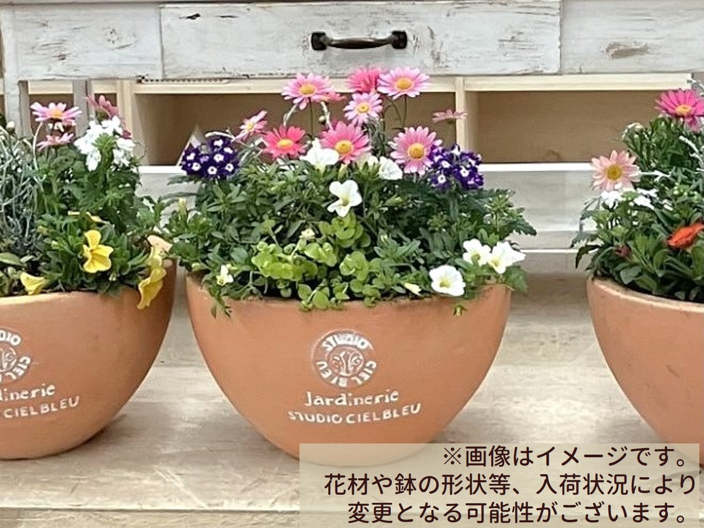 石井先生とつくる「春の寄せ植え」