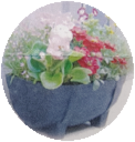 初夏の寄せ植え体験